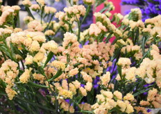 De Limonium Sinuatum Orange